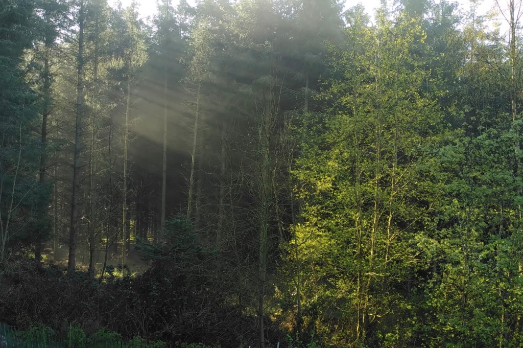 Cathy Fitzgerald’s ‘Hollywood Forest Story’ showcased in international Library of Creative&nbsp;Sustainability